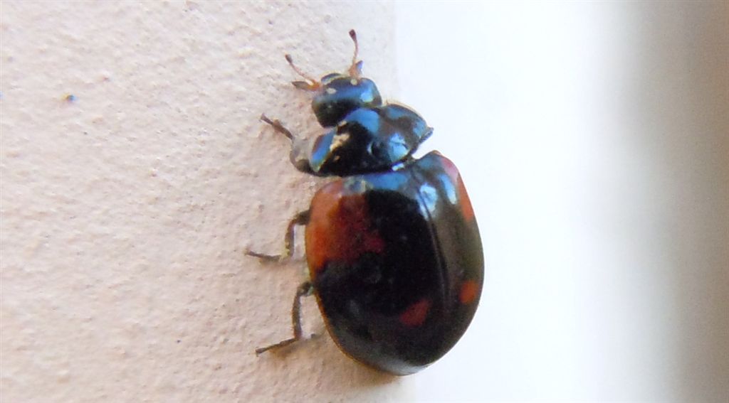 Adalia bipunctata